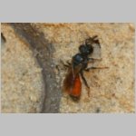 Sphecodes ephippius - Blutbiene w01a 8mm - Sandgrube Niedringhaussee det.jpg